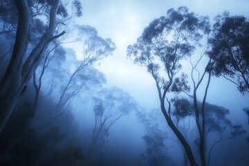 Eucalyptus Trees Enveloped In Misty Blue Dawn