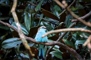 bird on a branch