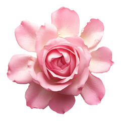 Pink rose flower with soft petals, top view. Nature and beauty concept