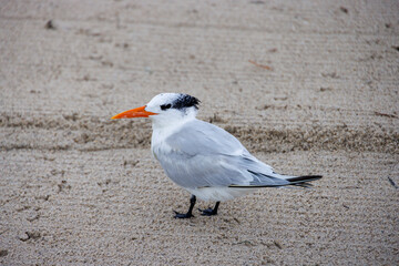 seagull on the beach