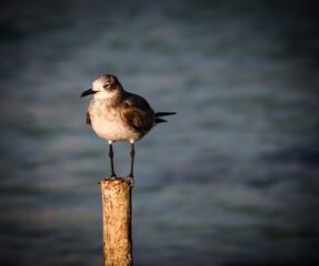 bird on a fence