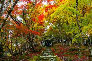 Naklejka premium 御霊もみじ