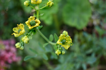 PLANTA DE RUDA Y FLOR DE RUDA MEDICINAL