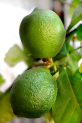 LIMONES VERDES  EN SU ÁRBOL CRECIENDO FRONDOSO