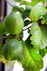 LIMONES VERDES  EN SU ÁRBOL CRECIENDO FRONDOSO