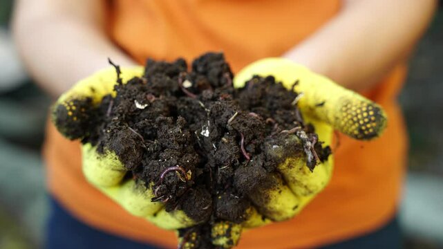 A farmer holds red wiggler worms in his hand