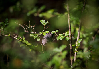 grey bird takes flight