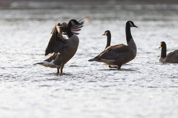 geese on the lake