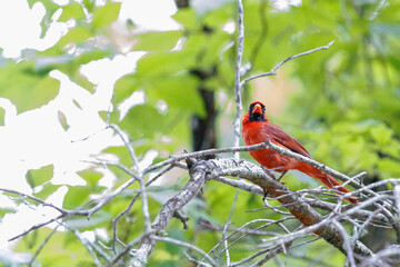 cardinal on a branch