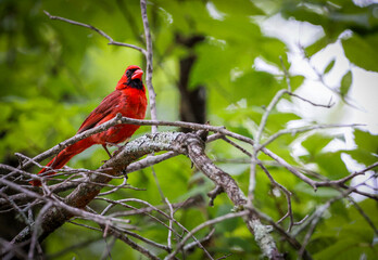 cardinal on a branch