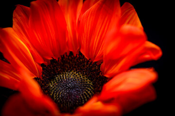 red sunflower close up