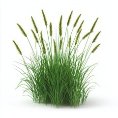 A bunch of tall grass swaying gently, isolated on white background, symbolizing grace and tranquility, ideal for eco-friendly branding, lifestyle visuals, landscape artwork