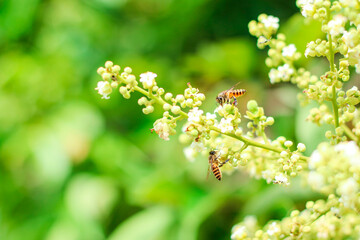 Closeup of honey bee collecting pollen and nectar on white blooming flower in nature against green dandelion background