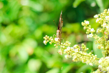 beautiful orange butterfly on green grass. A small delicate butterfly sits on top of a field grass....