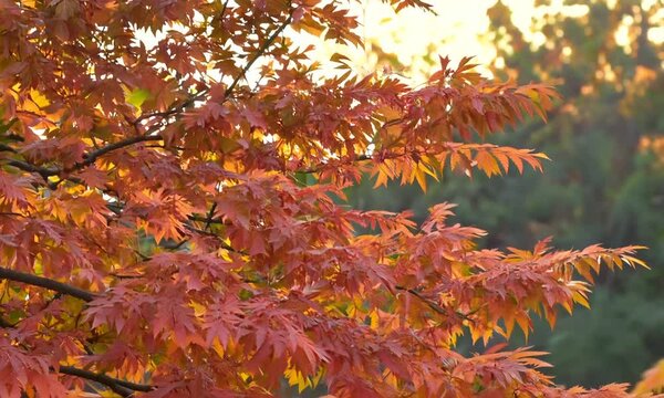 Erable rouge acer palmatum dissectum en automne