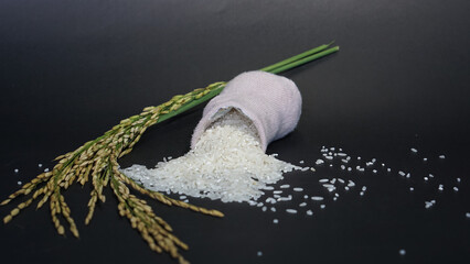 Rice in burlap sack bag with paddy rice isolated on black background. 