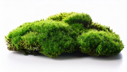 green moss on isolated white background. aquarium project. Generated image