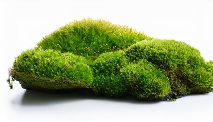 Fototapeta premium green moss on isolated white background. aquarium project. Generated image