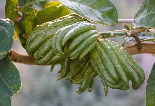 Closeup of the unique shape fruit of Fingered Citron with scientific name Citrus medica