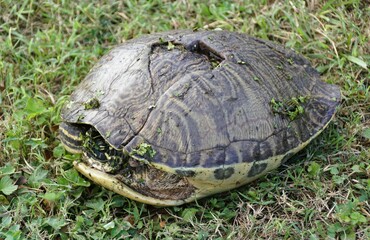 A turtle rests on the grass ground with a minimal crack on its shell