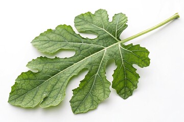 Fototapeta premium Watermelon leaf with veins on a pure white background, emphasizing the contrast between the leaf's color and the neutral surface, botanical, green, photo