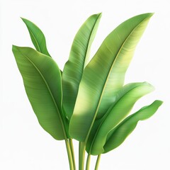 A close-up of banana leaves, isolated on white background, representing natural elegance, perfect for botanical visuals