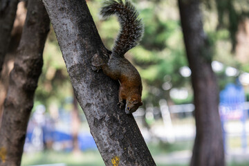 Portrait of a squirrel climbing a tree