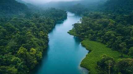 Aerial view of a tranquil river winding through lush tropical rainforest. Dense green foliage surrounds the clear blue river, creating a picturesque landscape of nature's beauty..