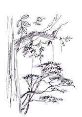tropical jungle, graphic black and white drawing, travel sketch
