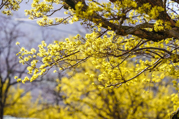 봄을 알리는 산수유