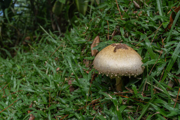 Bolete wild mushroom growing in the sunlight with Grass in a day