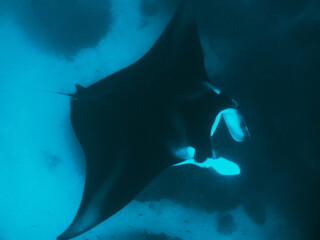 Underwater Animals