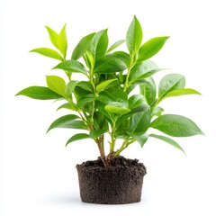 Green Potted Plant with Vibrant Leaves in Fresh Soil on White Background