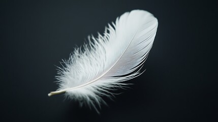Obraz premium Single white feather on dark background.