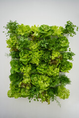 Green wall with assorted greenhouse grown produce showcases lettuce, parsley, dill, cilantro. Vertical farming wall as design element emphasizes freshness, supporting eco friendly indoor agriculture