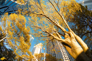 【東京】2024年　秋　大都会高層ビルと街並みの夜景　摩天楼の風景【紅葉】