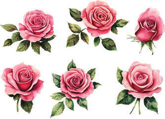 set of roses