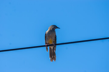 Red Wattle-Bird 