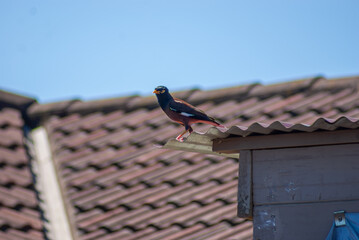 Common myna 