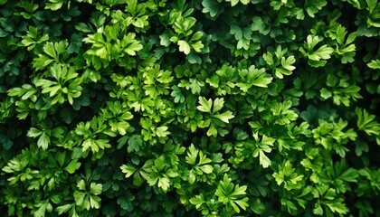 Obraz premium Vibrant green parsley leaves background