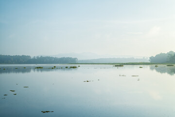 Beautiful swamp and forest in nation park. Nature background.