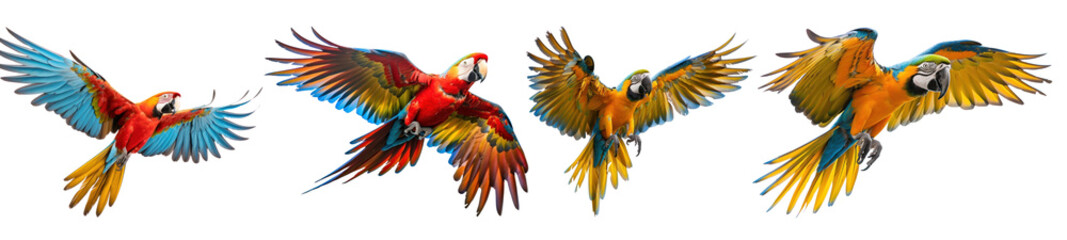 PNG Macaw parrot animal flying bird set on transparent background
