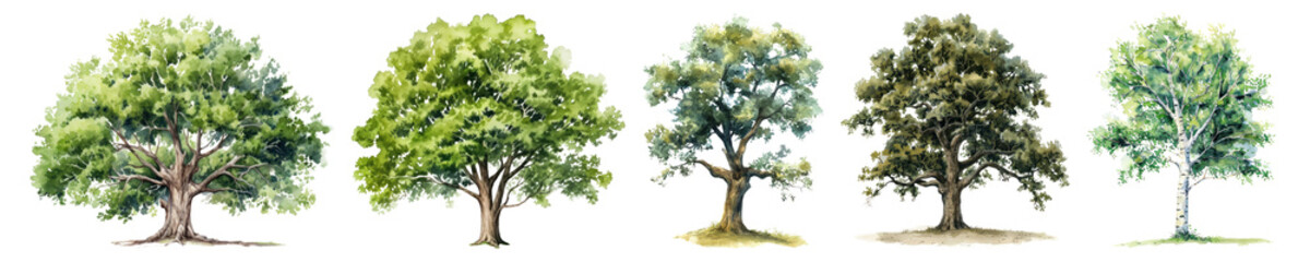 Fototapeta premium PNG Watercolor tree set on transparent background