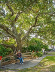 Fototapeta premium Large oak tree in a park Carmel by the sea.
