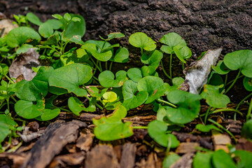 Plantas en Raíz de Árbol