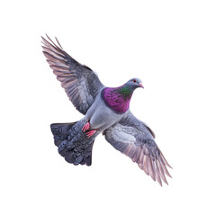 Obraz premium Majestic Flight of a Purple-Breasted Pigeon