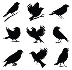 Set of finch bird silhouettes in various poses. isolated vector on white background.