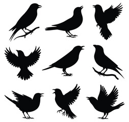 Set of canary bird silhouettes in various poses. isolated vector on white background.