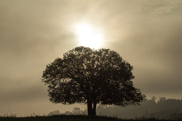 Obraz premium tree in the morning