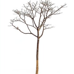 A Leafless Tree Stands Isolated Against White Background